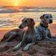 Hunde liegen im Sand von Torrox Costa