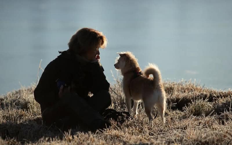 heike panizza training heike panizza Hundetraining